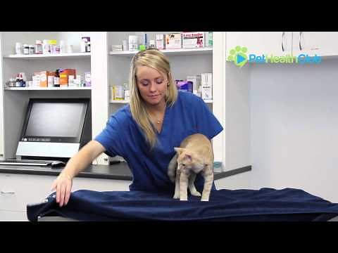 The PetHealthClub - Step-by-step method of how to give your cat a tablet, pill or oral medication