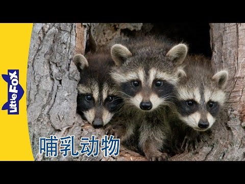 Meet the Animals 认识动物｜Mammals 哺乳动物｜中文动画｜中文启蒙｜Little Fox Chinese｜Chinese Stories for Kids