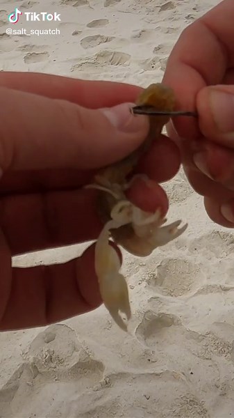 How to Hook Ghost Shrimp for Surf Fishing