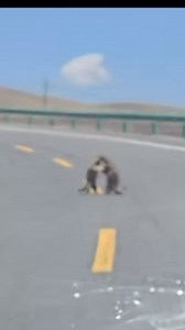 They not getting along 🤣🤣🤣🤣🤣 #reelsfacebook #reels #reelsfb | Radel Ortiz