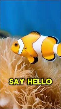 Top 5 Most Colorful Fish in the Ocean Stunning U