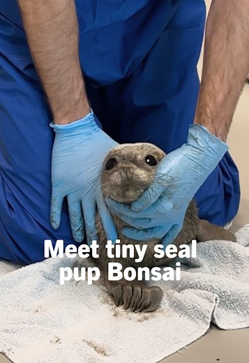 This is Bonsai, the third pup we've had to take in this year. 🪴🦭 When Bonsai was brought to us, she was around a week old and weighed just 7 kilograms. 😢 She's very small and still has part of her lanugo coat. With common seals, this means they were born prematurely, making them even more vulnerable than other pups. At the WEC, we're giving Bonsai a second chance. We're doing everything we can to help her grow healthy and strong so she can return to the Wadden Sea. Would you like to support h