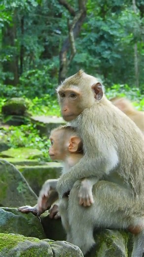 Adorable Rainbow Taking Care Cute Baby Lynx | Love Monkey