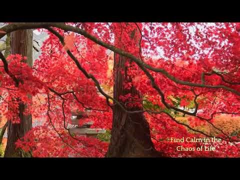 🎵 Healing 528 Hz Frequency Meditation | MySerenify | 528 Hz, Insight Timer, meditation app, so