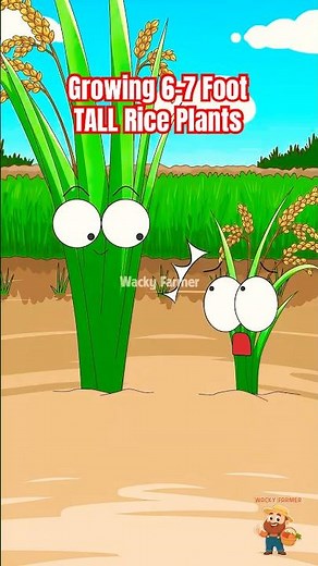 The SECRET to Growing 6-7 Foot TALL Rice Plants #riceplanting #animation
