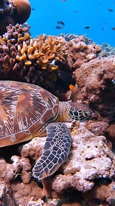 19K views · 2.4K reactions | “Look deep into nature, and then you...