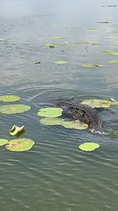 The ultimate predator. Top End NT This is Croc Country, Legends. Stay Crocwise | Wildman Adventures