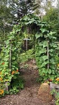 Maximize your pole bean harvest!