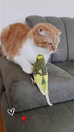 Budgie loves the cat. ❤️🥰 #love #reels #budgie #trend #birds #viral #trending #like #budgies #bird