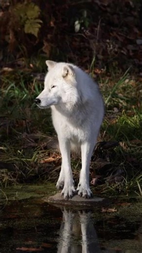 Where Loyalty Hunts: The Wolf #wildlife #wolf #animals