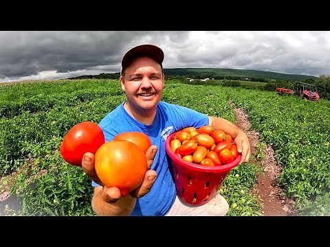 OUR FIRST MAJOR TOMATO HARVEST