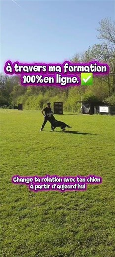 Dressage du Malinois, comment ÉDUQUER correctement un Malinois?