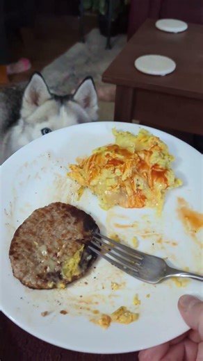 zeta the Husky wants baby chimkins rather than her normal breakfast but there is hot sauce on it now