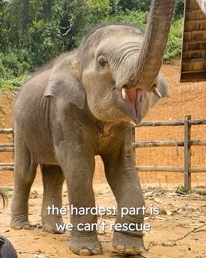 37K views · 2.9K reactions | Baby elephant escapes tourist life #elephantrescue #animalrescue #cuddlebuddies | Cuddle Buddies | Facebook