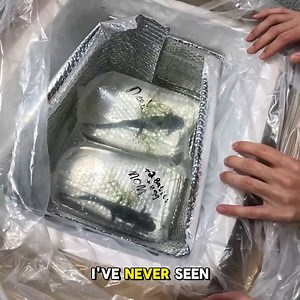 We Bought The Strangest Darkweb Fish | The Fish Guys