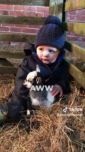 The 3 Cutest Pygmy Animals You Need 🥹🐐 #pygmygoat #falabellahorse #minihighlandcow