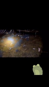 Warm weather is stirring up the amphibians! This video was captured at a wood frog breeding pool Tuesday evening. In addition to the wood frogs calling, you can hear the spring peepers singing! 📹Matt Ormsby | Missouri Dept. of Conservation