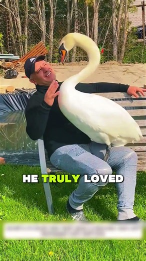 She was trapped in a fence, now she's part of my family #swan #rescue #animals