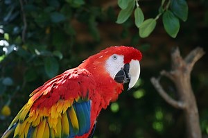 With Many Parrots Endangered, Team Sequences Macaw Genome