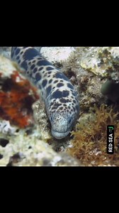 🐍🌊 Meet the elusive Tiger Snake Eel! 😱 Spotted this beauty during my dive at canyon site! With its striking tiger-like pattern and smooth movements, the Tiger Snake Eel is one of the ocean's hidden wonders. 🐠 These eels spend most of their time buried in the sand, making them a real treat to spot! Always a thrill to encounter these mysterious creatures. 🌟 Have you ever seen a Tiger Snake Eel? Share your sightings in the comments! 👇 #Snake #eel #moray #EelSighting #MarineLife #ScubaDiving #