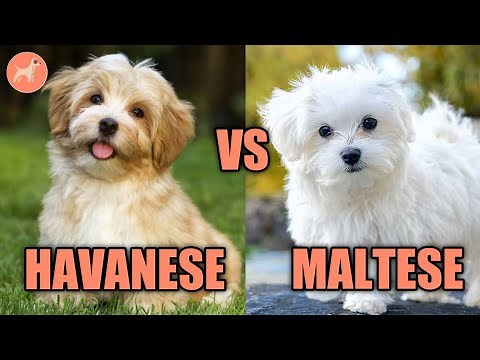 Havanese vs Maltese: Which is Best For You? Differences & More