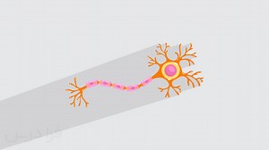 آموزش نوروترانسمیترها یا انتقال دهنده های عصبی نقش آن ها در تنظیم عصبی (رایگان) | فرادرس