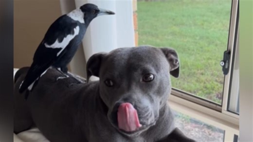Gold Coast couple fight to reunite two best friends