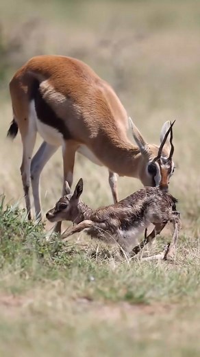 146K views · 4.5K reactions | Those first wobbly steps of a new life are truly heart-melting!!!殺拾凉歷 #gazelle #babyanimals #wildlife #newborn #newlife #fblifestyle #calvinhseason #birthing | Wildfriends Africa | Facebook