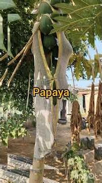 #papaya and lemon tree 🍋☺️#farming #youtubeshorts #yt #shortsfeed #skating @dyskatinglover