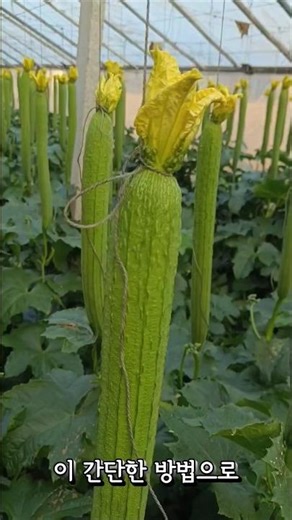 Upside-down hanging method for growing gourds