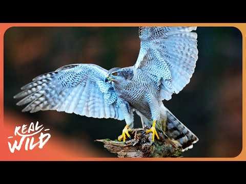 Birds of Prey: The Fastest Killers in the Sky