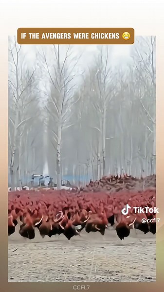 #rooster #funnyvideos #ccfl7