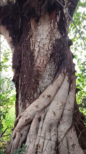 Structure of Roots of Big Trees