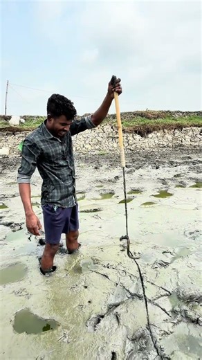 Eel fish catching with cake #villagelife #lifestory #lifestyle #fishinglife