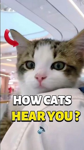 How Do Cats Hear Humans? (Science Explained!) 🔊 #cat #pets