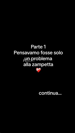 Prima parte…❤️‍🩹 #dog #poodle #news #neiperte #viral