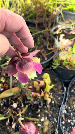 These pitcher plant flowers are soooo beautiful!