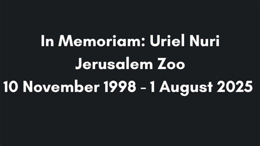 A Memorial Tribute to Uriel Nuri 10 November 1998- 1 August 2025 There are few people you meet that quickly spark inspiration inside of you and make you smile. Whether it be their love for life, a passionate endeavor, or their ability to capture moments eloquently, you realize this is a special person and you need to be involved in their circle of friendship somehow. Uriel Nuri of the Jerusalem Zoo was such a person. A tragic accident at the zoo on 1 August 2025 with the animals he passionately 