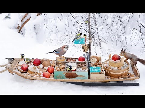 The Traveling Bird Feeder 4 | Birding | Relax With Squirrels & Birds | video for cats & dogs