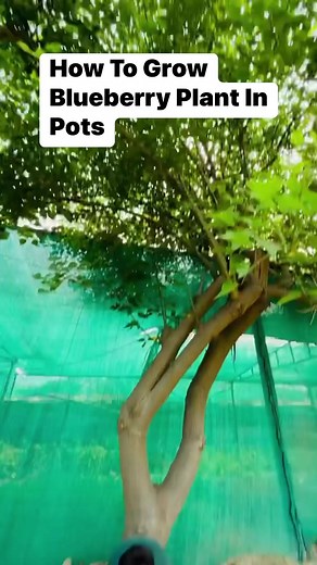 12K views · 245 reactions | How To Grow Blueberry Plant In Pots ( This Fruit Is Very Rich In Anti-Oxidants ) Amazing Gardening #gardening #blueberry #viralreels #reelsviral #winterflowers #gardeningservices #flowerslovers #gardeningideas #organicfarming #fruitsplants #vegetablegardening #plantsmakepeoplehappy #plantsofinstagram #plants | Amazing Gardening | Facebook