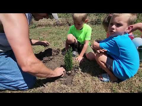 Ellwoodii Cypress Planting