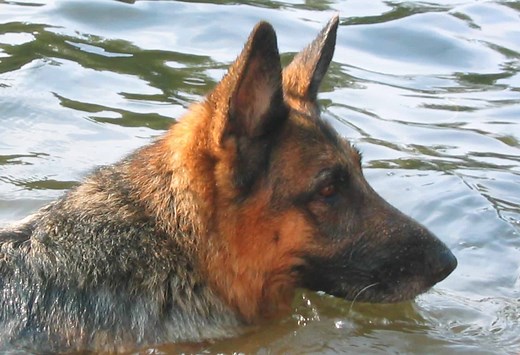 Yes, German Shepherds Can Swim! 5 Facts About These Strong Swimmers