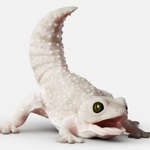 Gecko Reptile 3DS Max - 3D Model by jebcg