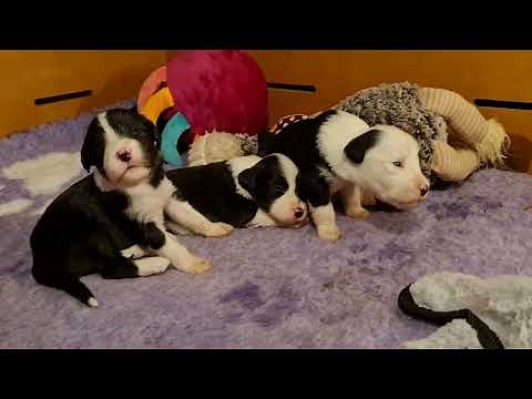 Bearded Collie puppies - 2 to 3 weeks old