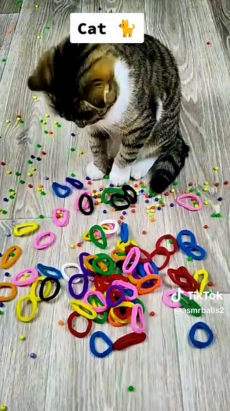 Cat ASMR: Relaxing Sounds for Cat Lovers