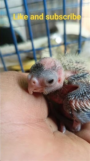 You Won’t Believe This! Omg! Baby Cockatiel Eyes Open on Day 11 😍#babycockatiel#youtubeshorts#birds