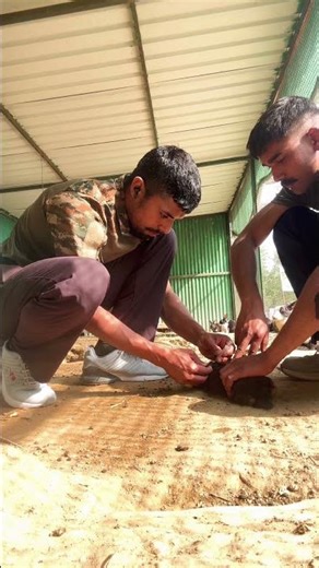 Skill #01- How to Inject for rabbit#rabbit#viral#trending#shortsviral