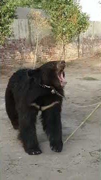 Bear dancing in Pakistan #villagelife #bear