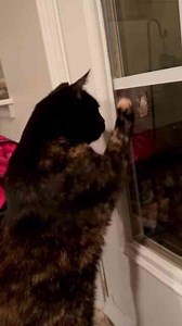 Cat tries to steal the frog