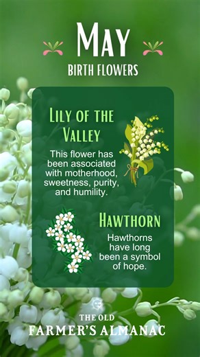 Lily-of-the-valley and hawthorn are the May birth flowers. Learn all about history, meanings, symbolism, and growing tips for this dainty flower and flowering shrub, which bloom in May! Almanac.com/content/may-birth-flowers | The Old Farmers Almanac